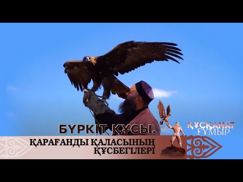 Видео: Бүркіт құсы. Қарағанды қаласының құсбегілері. «Құсқанат ғұмыр»