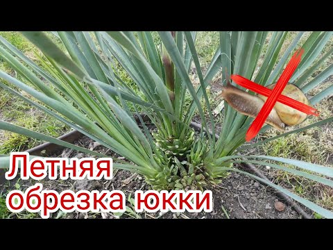 Видео: Юкка. Летняя обрезка. Юкка нитчатая