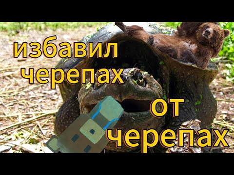 Видео: Super bear adventure #1 КОРОЛЕВСТВО ПЧЕЛЫ набухалось фиолетовым медом