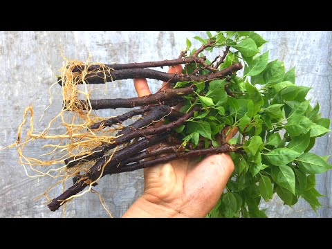 Видео: Как укоренять бумажные черенки очень много | Бугенвиль