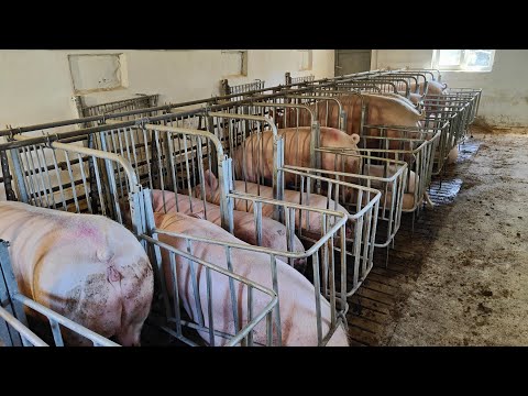 Видео: Новий відділ осіменіння свиноматок, як воно є