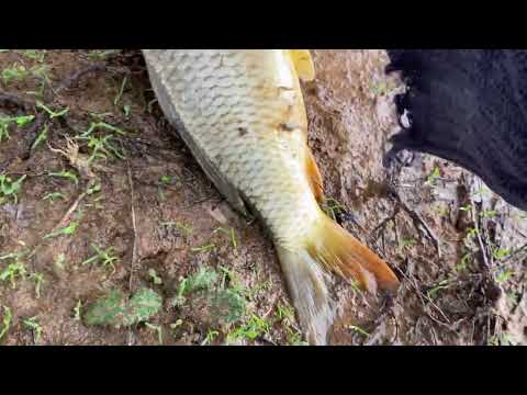 Видео: Рибалка на дачі. Власний ставок.