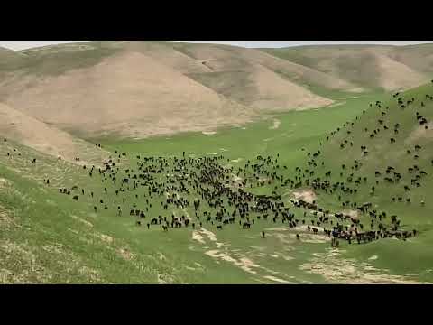 Видео: Гиссарские овцы шуртугай весной