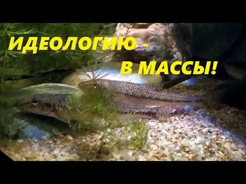 Видео: Главная особенность западной аквариумистики. Концепция