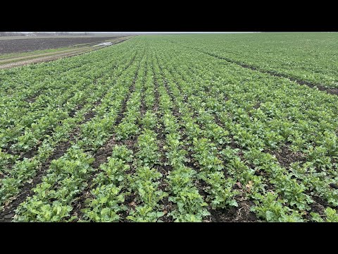 Видео: Ріпак. Який гібрид обрати та коли посіяти?