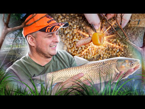 Видео: АМУР НА ФИДЕР,  СТОЛЬКО РЫБЫ В ЭТОМ ВОДОЕМЕ!!! ЗЕРНО НА АМУРА....