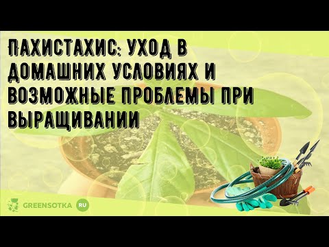 Видео: Пахистахис: уход в домашних условиях и возможные проблемы при выращивании