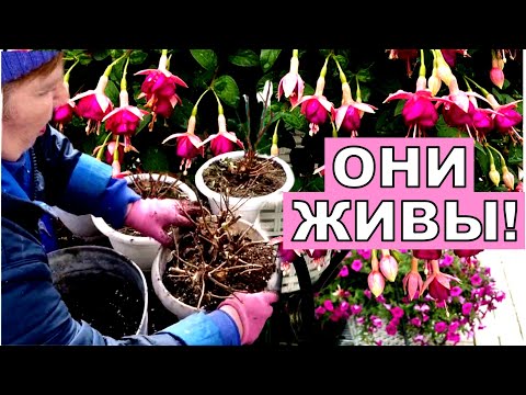 Видео: Они проспали в холодном погребе пол года. Фуксии пора будить. Мой опыт