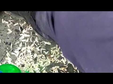 Видео: Гуштинги Нийматулло лахш