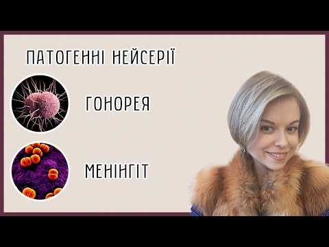 Видео: Нейсерії (Neisseria): менінгококи та гонококи (бактеріальний менінгіт і гонорея)