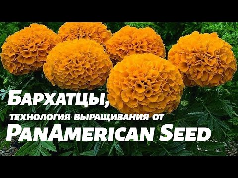 Видео: Бархатцы, технология выращивания из семян от PanAmerican Seed