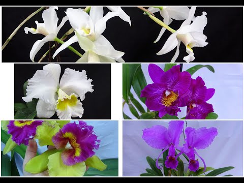 Видео: Орхидеи цветут! Laelia anceps var. alba, Blc.Young Kong’Sun, Rlc. Burdekin Wonder, Cattleya trianae
