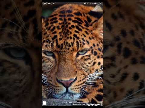 Видео: Фанфик леди баг и супер кот