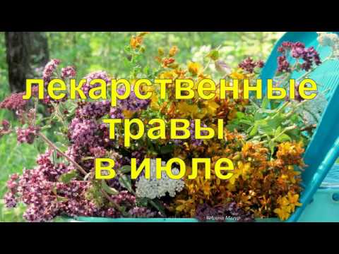Видео: Лекарственные травы в июле. Medicinal herbs