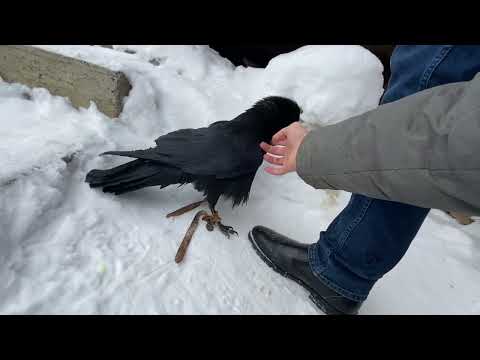 Видео: Гоша опять заговорил! Во всей красе встретил гостя!