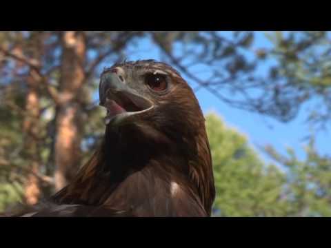 Видео: Ийэ кут