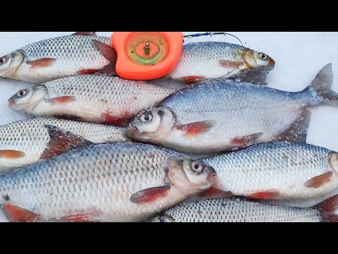 Видео: От этих батонов, леска репит.  Ловля Крупной Плотвы🐟🐟 на гирлянду.  Зимняя рыбалка 2022.