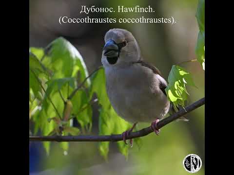 Видео: Дубонос в мае. Hawfinch in May. (Coccothraustes coccothraustes).