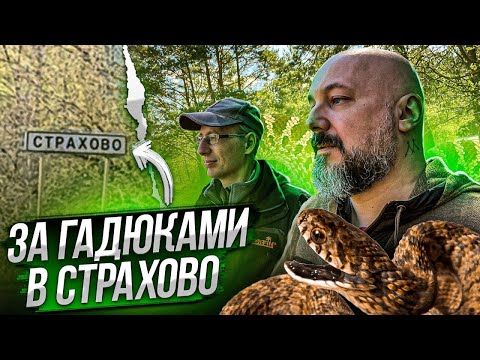 Видео: Все виды змей средней полосы за одну экскурсию с Сергеем Рябовым