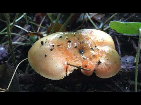 Видео: РЫЖИКИ - что приготовить? Три рецепта приготовления рыжиков. Маринованные рыжики.