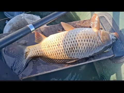Видео: ОХОТА ЗА КАРПОМ!!! КАБАНЯНЬЧИКИ!! ОЗЕРО АБЛАЙШЕ!!!