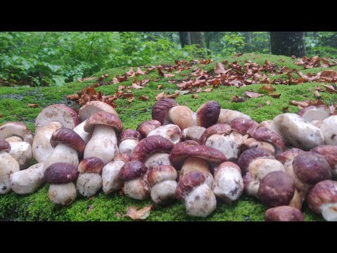 Видео: 29 вересня Це рай для грибника! Карпати та Білі Гриби