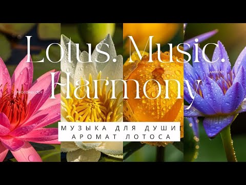 Видео: PhotoMelody: Harmony of Lotuses and Exclusive Ambient/Лотосы и кувшинки под уникальный эмбиент