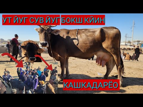 Видео: КАШКАДАРЁО ЧИРОКЧИ МОЛ БОЗОРИ ХАМА КУРСИН ЗУР БУЛДИ КУРИШ ШАРТ БУГУН ДУСЛАР 