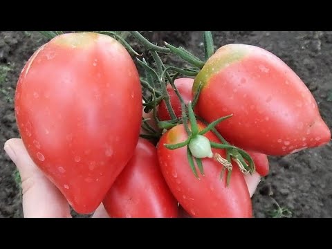 Видео: ТОМАТЫ - эти сорта ОСТАВЛЮ обязательно!