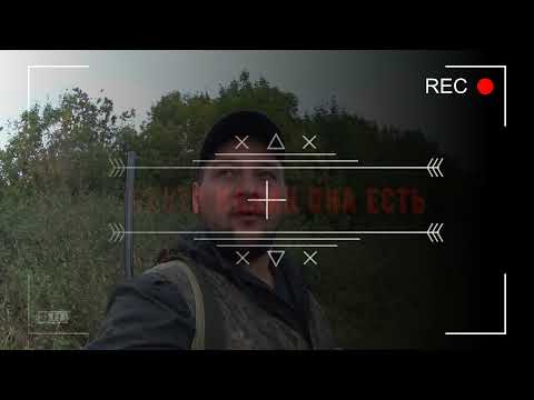 Видео: ОХОТА НА ГОЛУБЯ В ПОЛЯХ КУБАНИ