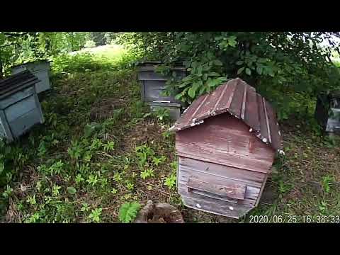 Видео: Пасека Возраждение