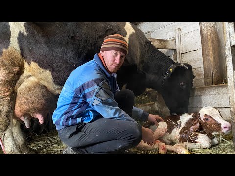 Видео: ОТЁЛ ГОЛШТИНСКОЙ КОРОВЫ НОЧКИ