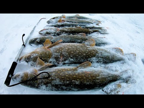 Видео: ПЕРВЫЙ ВЫЕЗД В 2023 ГОДУ!!! АКТИВНЫЙ ЖОР ЩУКИ!!! РЫБАЛКА НА ЖЕРЛИЦЫ СНОВА УДАЛАСЬ!!!