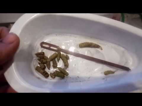 Видео: Ахименес. Выкапываем ризомы после отдыха.