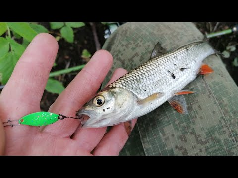 Видео: Голавль на "семечки". японские микроколебалки 0.5-0.8 гр.