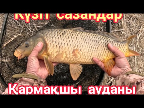 Видео: Күзгі сазан аулау 2023!