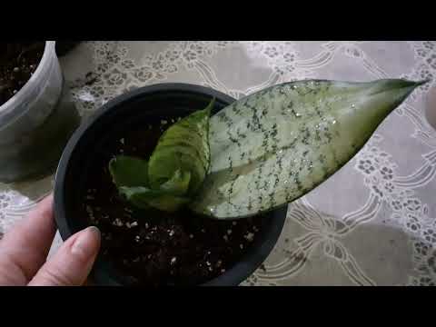 Видео: Моя коллекция сансевиерии ханни.