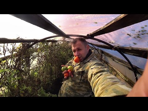 Видео: УДОБРЯЮ ТЕПЛИЦУ/// ПОМИДОРЫ ПОЗДНЕЙ ОСЕНЬЮ