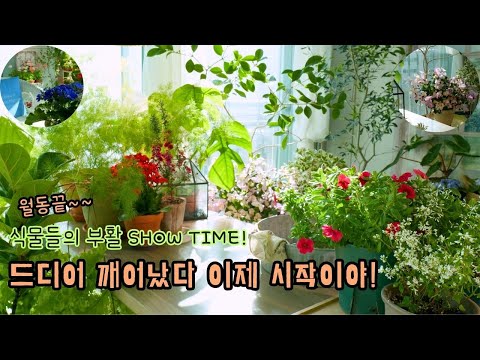 Видео: [4K] Впечатляющие рекорды роста и методы ухода за 20 растениями, пережившими зиму