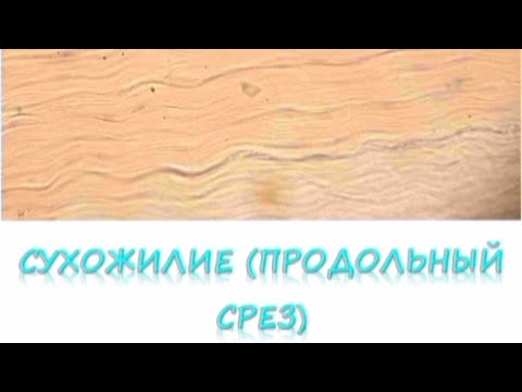 Видео: СУХОЖИЛИЕ продольный срез (гистопрепарат)