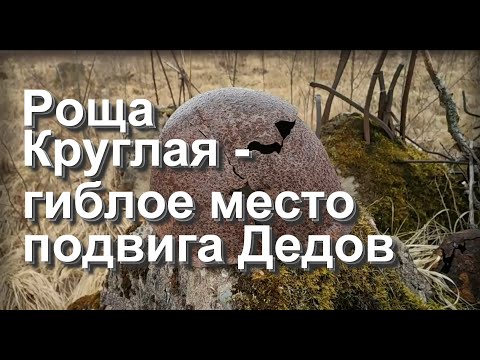Видео: Роща Круглая - гиблое место подвига наших Дедов.