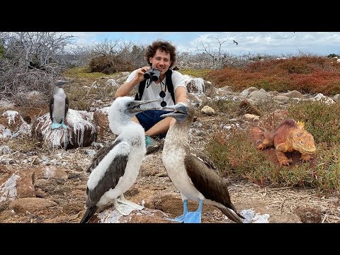 Видео: АНАЛИЗ САМЫХ НЕОБЫЧНЫХ ВИДОВ ГАЛАПАГОССКИХ ОСТРОВОВ 🦈🏝