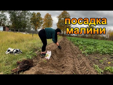 Видео: Посадка малини ПОЛАНА. Недобросовісні продавці.