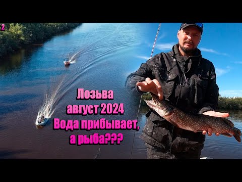 Видео: Лозьва август 2024/ Вода прибывает, а рыба???