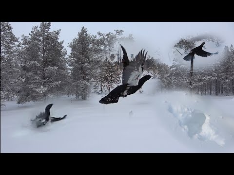 Видео: Охота на глухаря