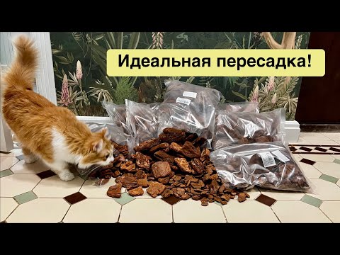 Видео: Ночная пересадка | Орхидея-бабочка Art-nouveau