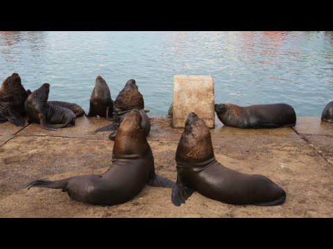 Видео: Мар дель Плата - что посмотреть?