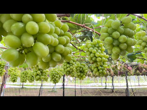 Видео: Шайн мускат: какие сорта винограда выращивают на Hokkaido | Фруктовая ферма в Ёити