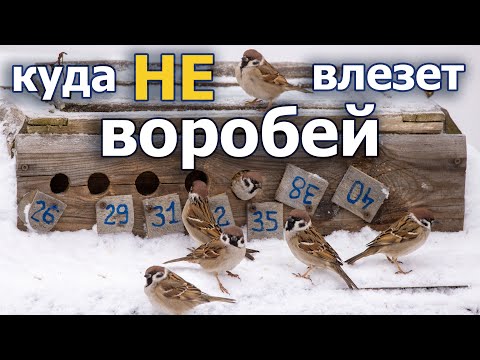 Видео: Кормушка с окошками. Какой минимальный диаметр для воробьев.