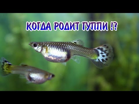 Видео: КОГДА РОДИТ ГУППИ !?